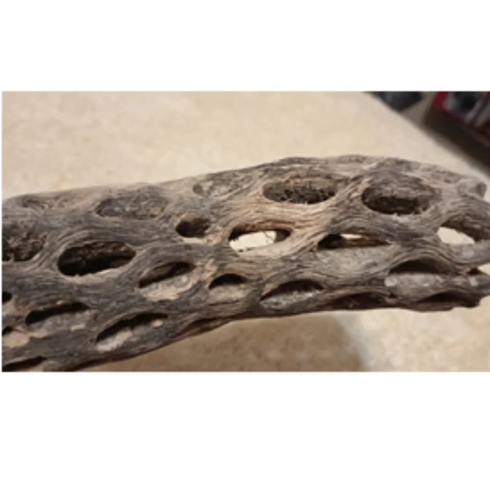 Galapagos Cholla Wood Branch Terrarium Natural Accessory, Regular 12 inches long